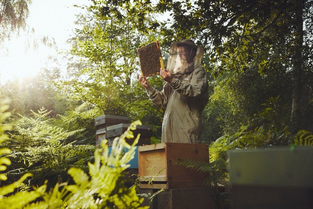 A 'sticky' problem facing beekeepers: The UK's counterfeit honey crisis