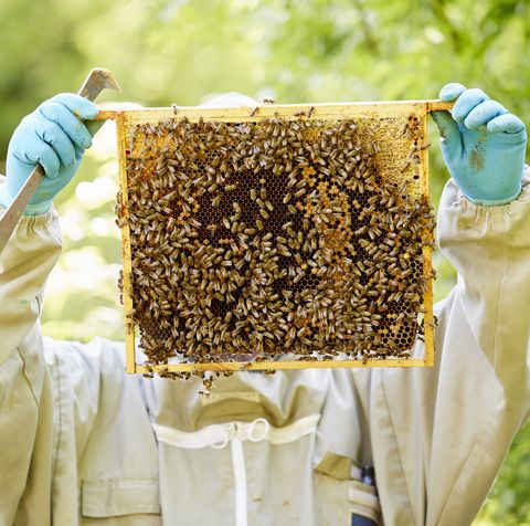 virtual beekeeping