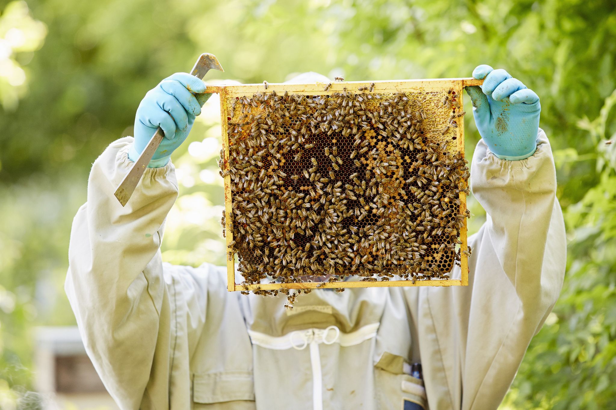 virtual beekeeping