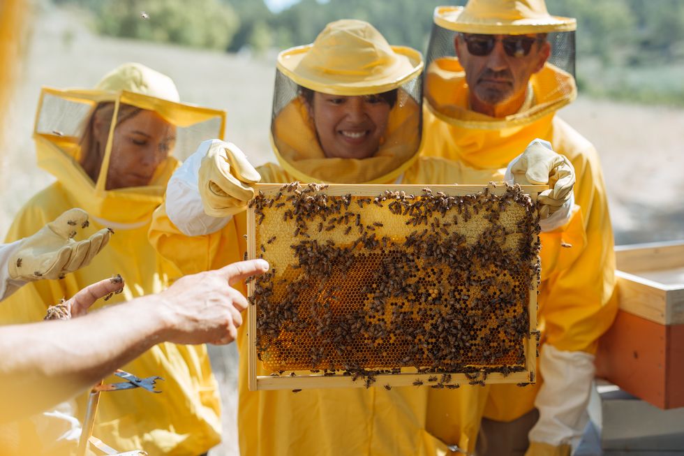 Honeybee, Beekeeper, Yellow, Bee, Apiary, Beehive, Membrane-winged insect, Pollinator, Smile, 