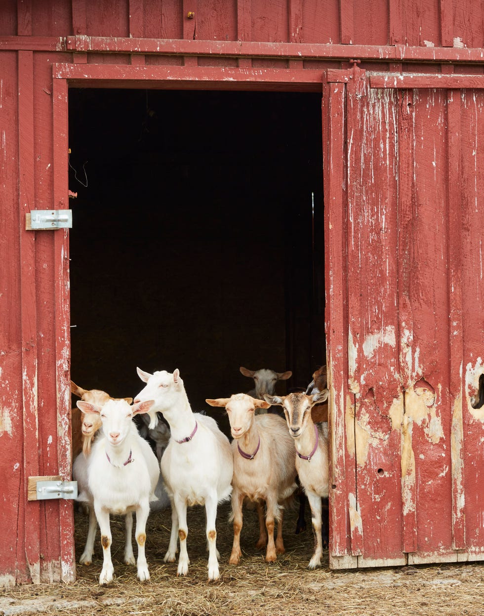 Beekman goat Beckman goat boys
