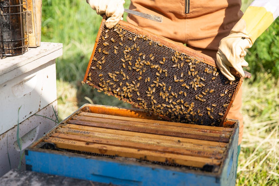 An East-Nebraska Beekeeping Couple Makes Flavorful Honey