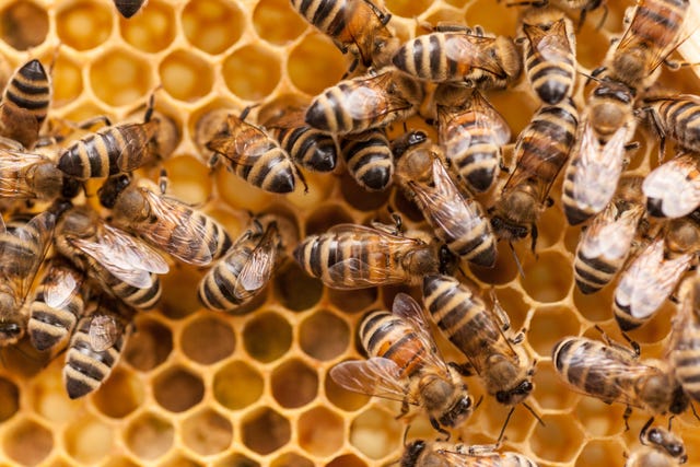 Bee sting