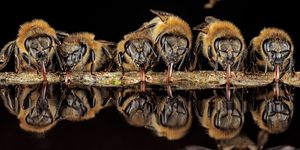 met hun buisvormige tong slurpen honingbijen water op uit een bron om het naar hun nest in het duitse langen hessen te brengen daar wordt het gebruikt voor klimaatbeheersing