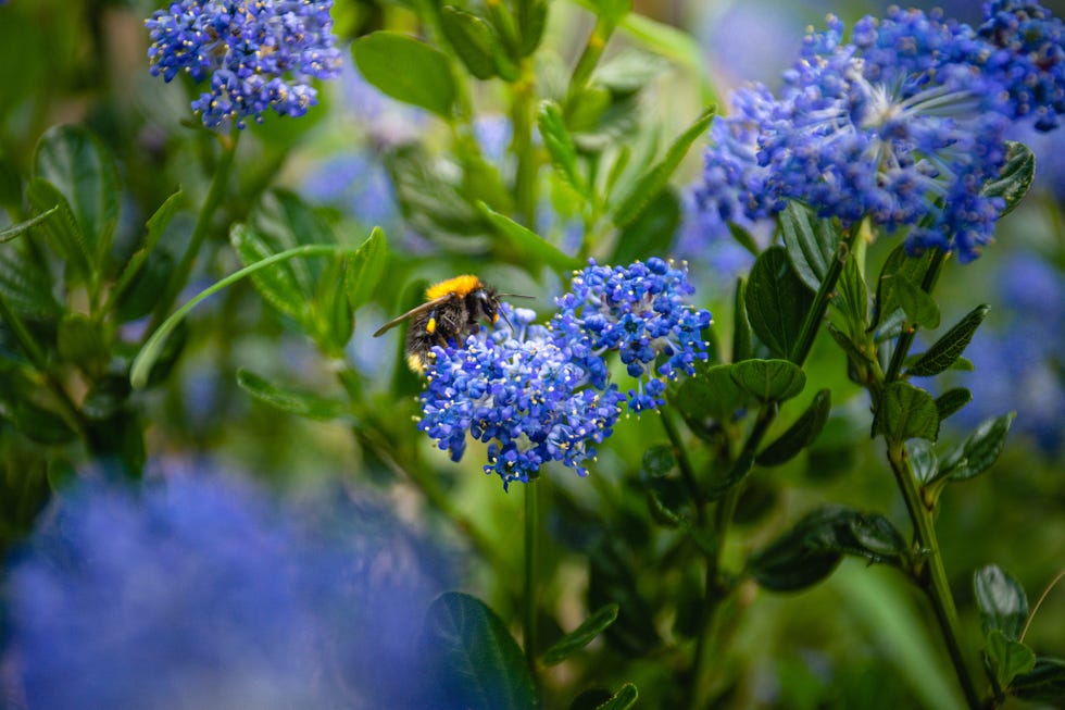 The Best Colours To Attract Bees To Your Garden