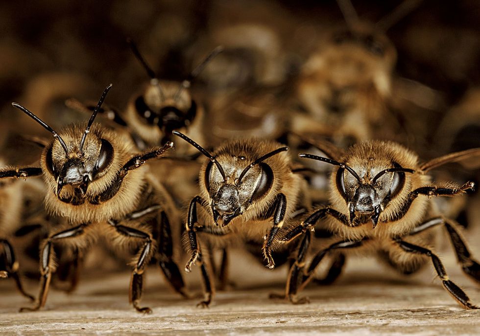 Bijen beschermen hun nest tegen roofzuchtige hoornaars Ze tillen hun voorpoten op en sperren hun kaken open