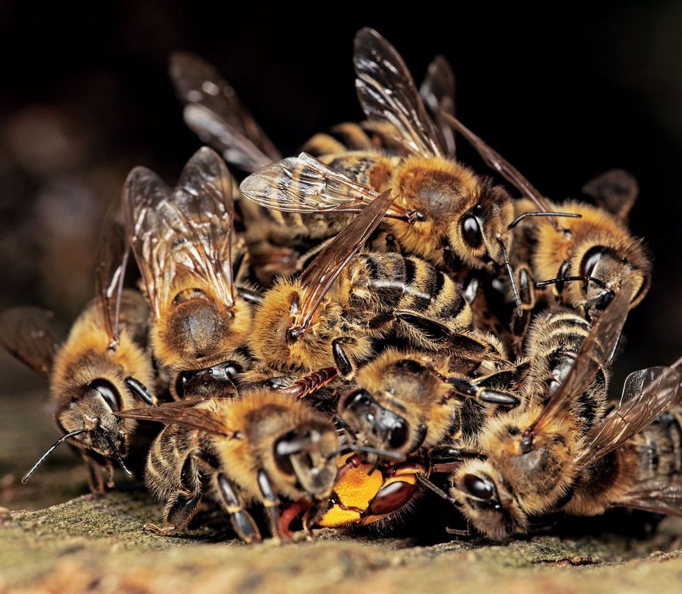 Een hoornaar die in de buurt komt wordt aangevallen en besprongen Vervolgens laten de bijen hun vliegspieren razendsnel trillen om warmte te genereren De lichaamstemperatuur van de hoornaar stijgt totdat hij bezwijkt door de hitte