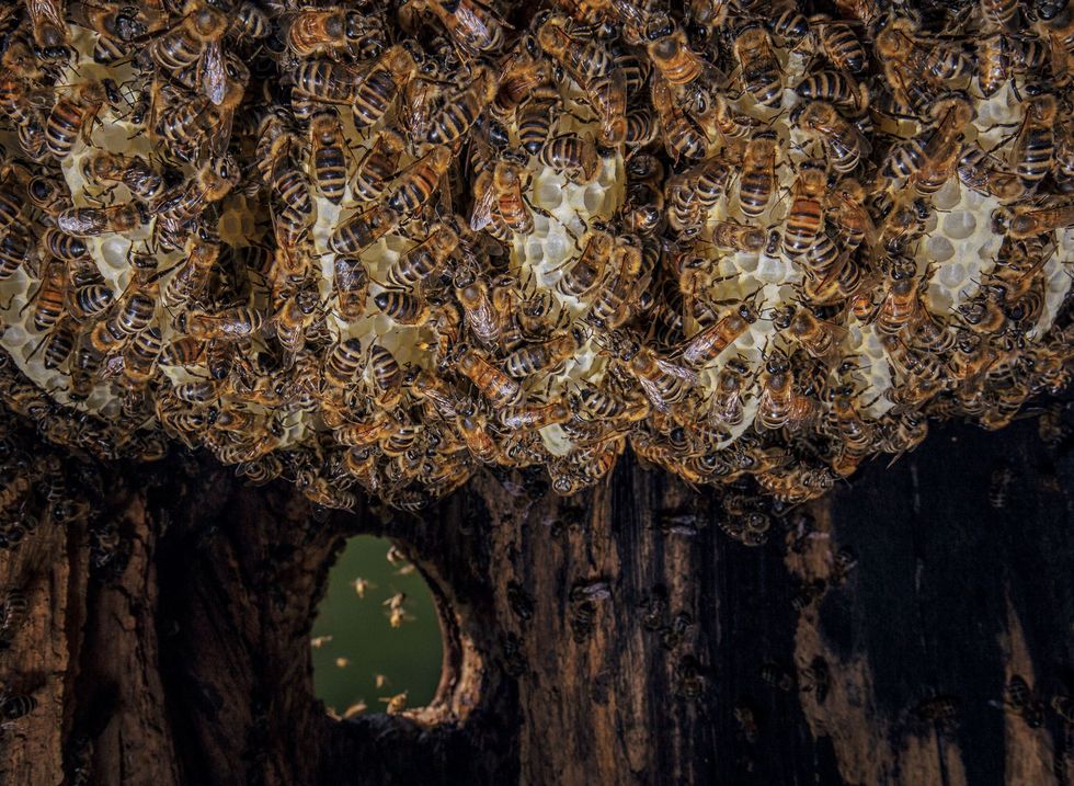 Deze fotos van een natuurlijk honingbijennest geven inzicht in de manier waarop de bijen in het wild leven Hier bouwen ze uit was een nieuwe raat terwijl andere bijen binnenvliegen met nectar In tegenstelling tot mieren die elk zijn belast met een gespecialiseerde taak kunnen werkbijen alle nestonderhoudende taken verrichten