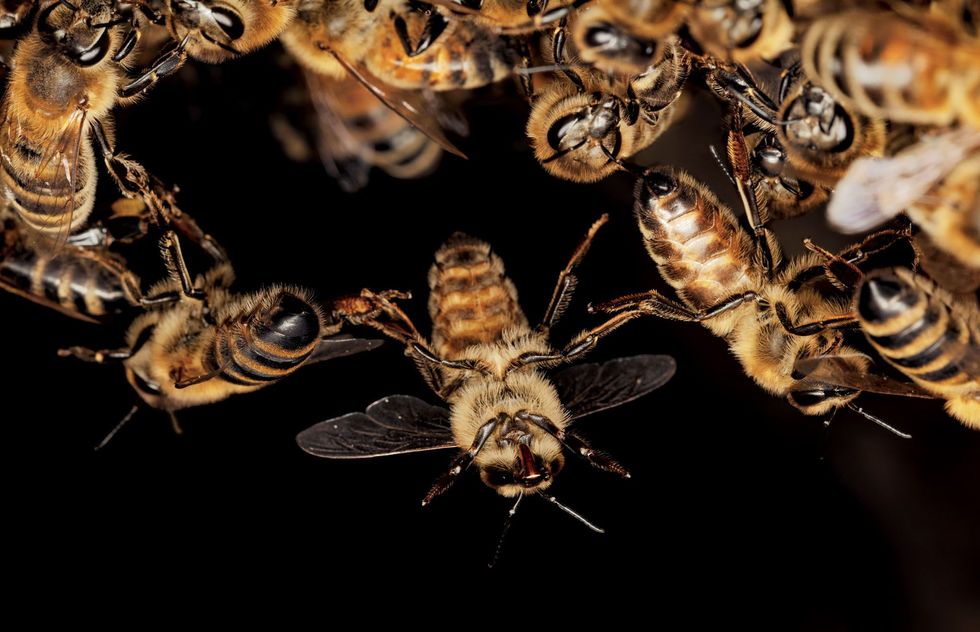 Honingbijen grijpen vaak elkaars poten vast tijdens het werken aan hun nest Deze levende ketens zijn vooral belangrijk bij de bouw van raten omdat er een temperatuur van minstens 35 C nodig is om de bijenwas hanteerbaar te houden