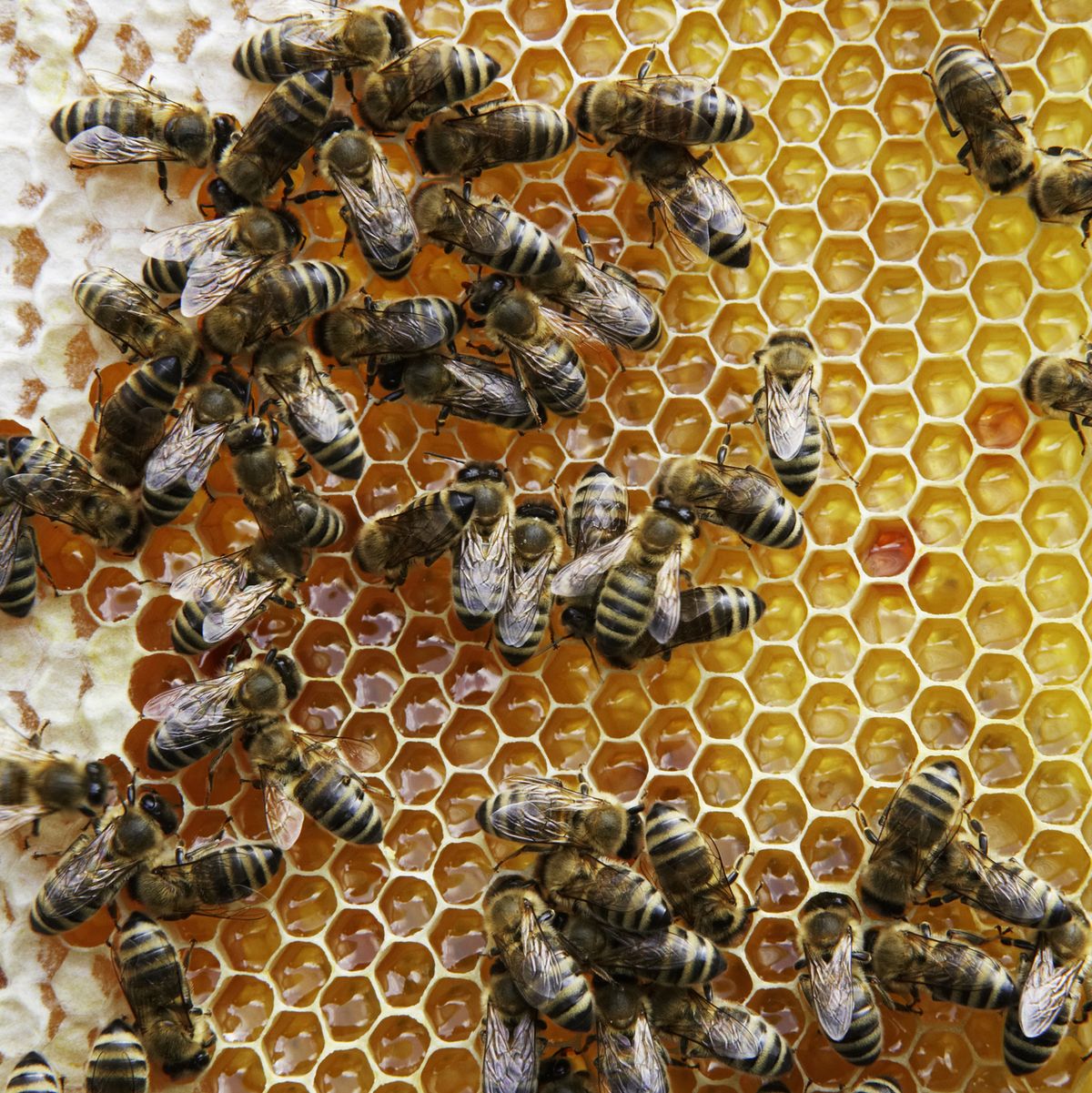 beekeeping for beginners