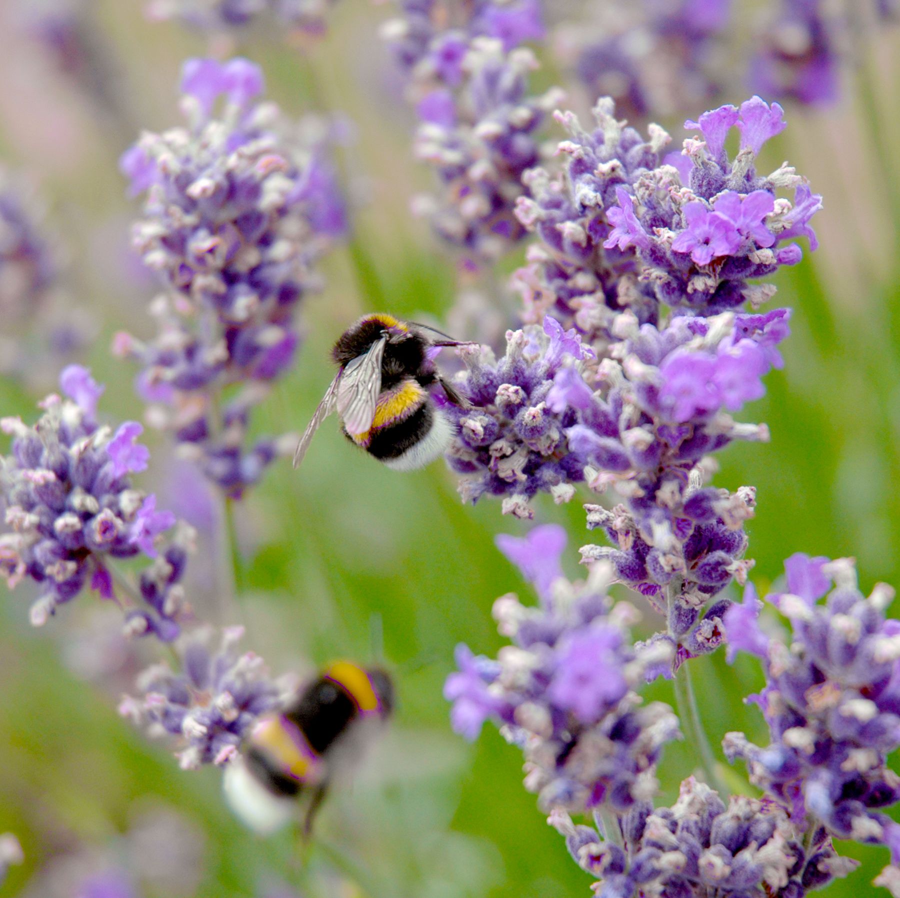 bees on a lavender bush in the garden