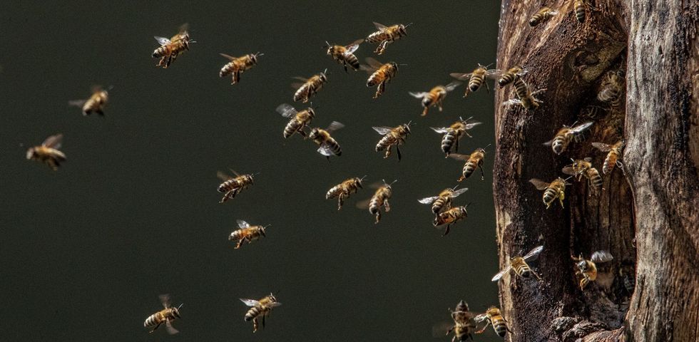 De honingbijen komen aan bij hun nest een boomholte die door een zwarte specht is gemaakt en daarna verlaten Fotograaf Ingo Arndt mocht het nest gebruiken voor zijn unieke project