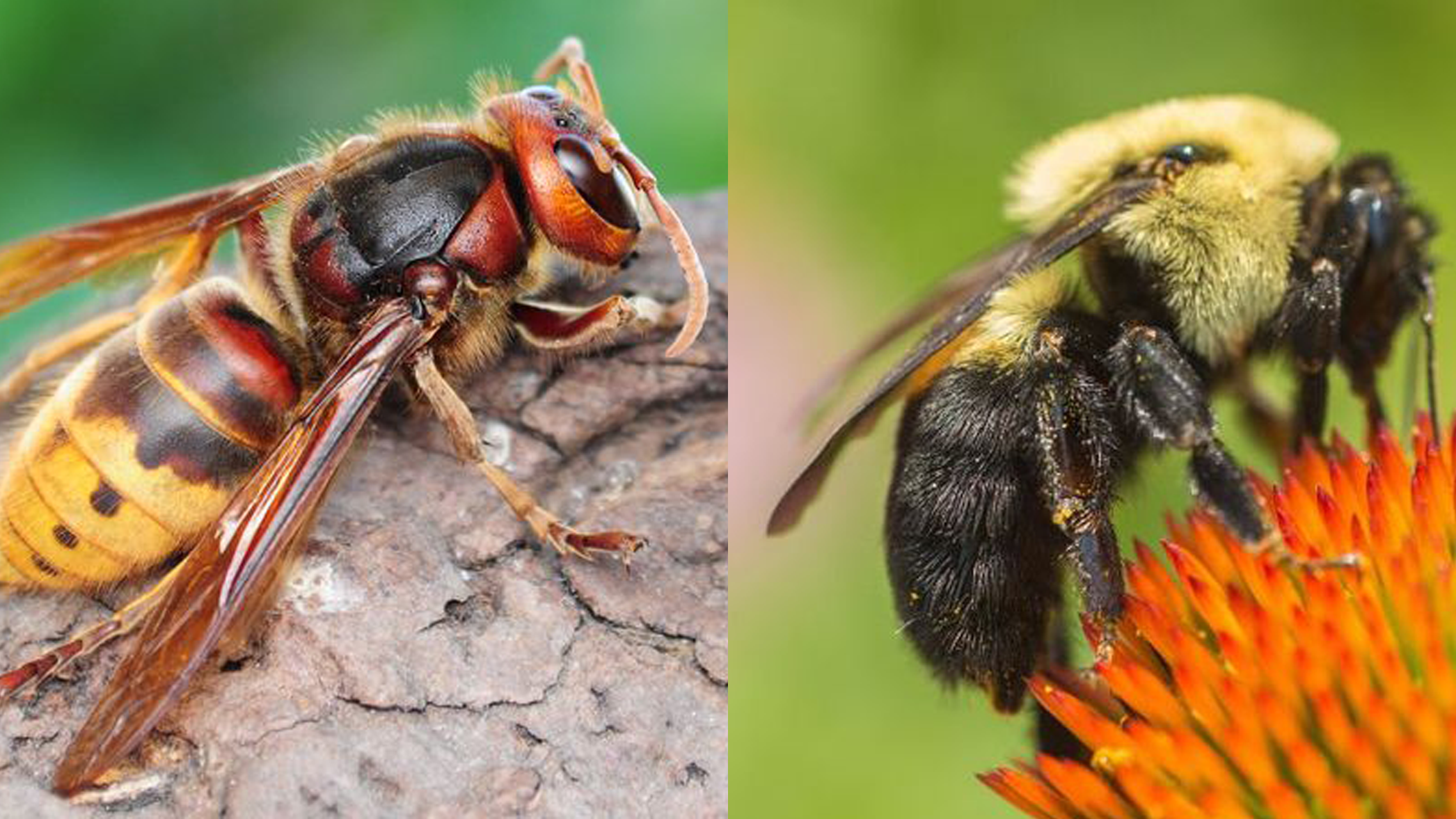 difference between hornet and bee