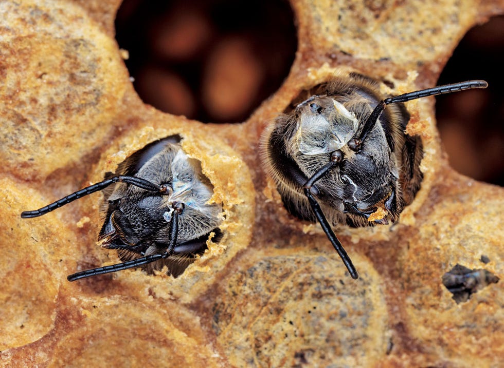 Jonge bijen knagen zich een weg uit hun cellen Net als vlinders doorlopen bijen verschillende levensfasen Ze komen uit het ei als hongerige larven die constant moeten worden gevoed Na enkele dagen bedekken de werkbijen de cellen met was wat voor de larven het signaal is om een cocon te spinnen en zich te verpoppen Een week of twee later komen de volgroeide bijen tevoorschijn