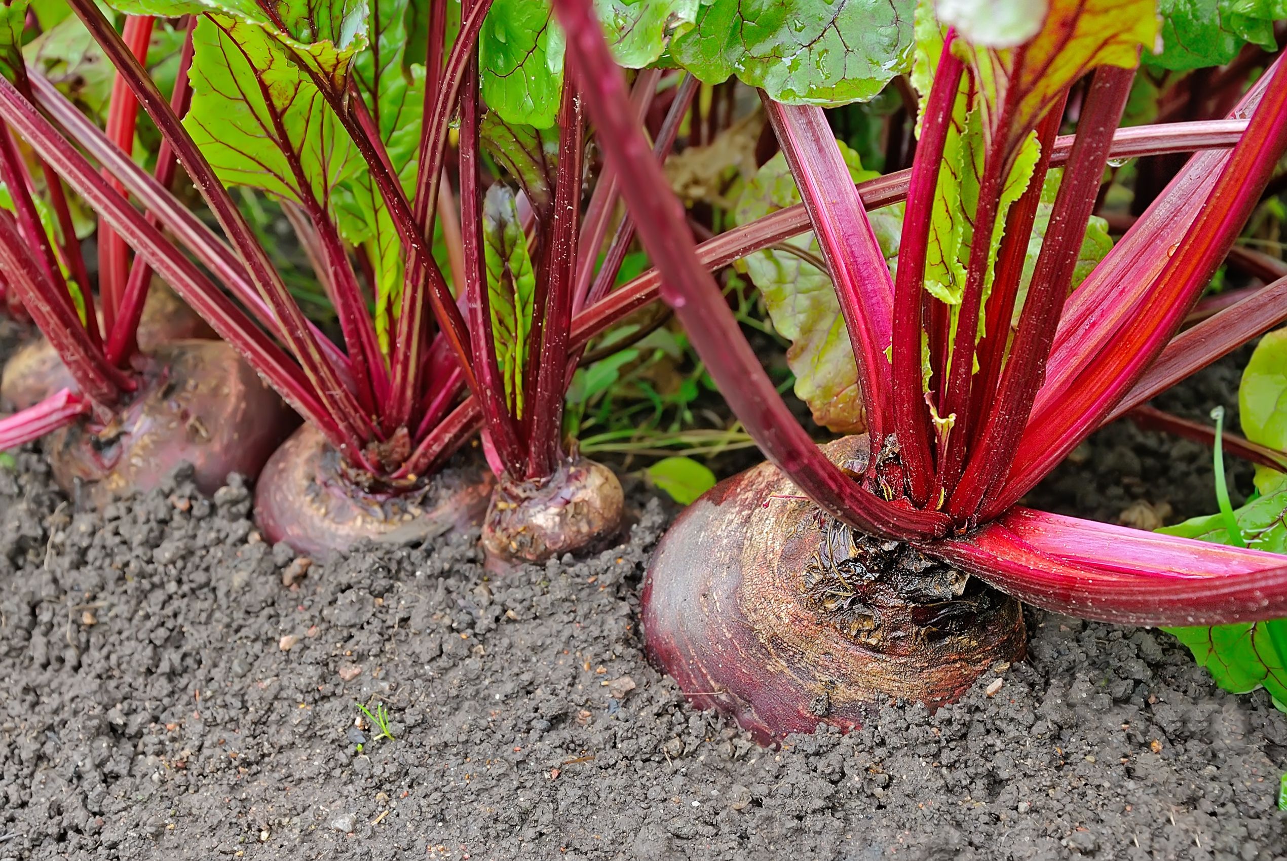 Beetroot In A Vegetable Garden Royalty Free Image 469510946 1534890073 