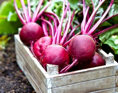freshly picked beetroots in wooden tray