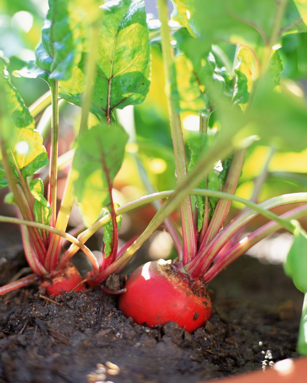 best vegetables to grow beets
