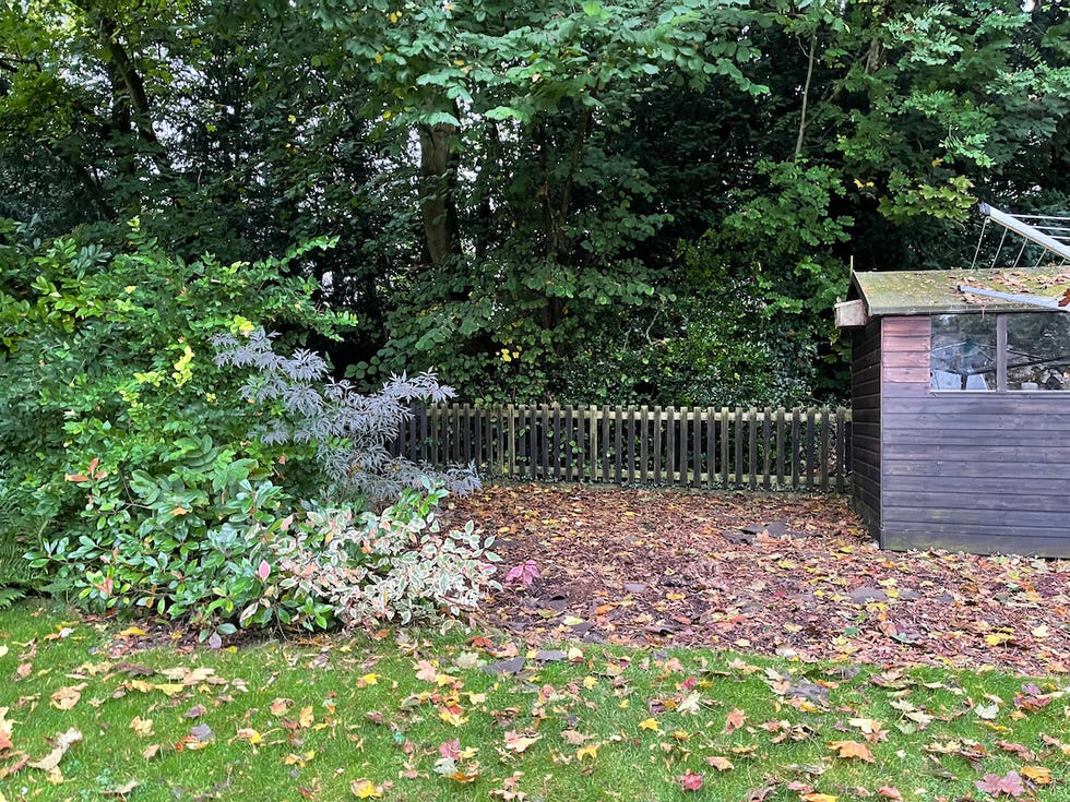 Back of a garden with bushes and a shed