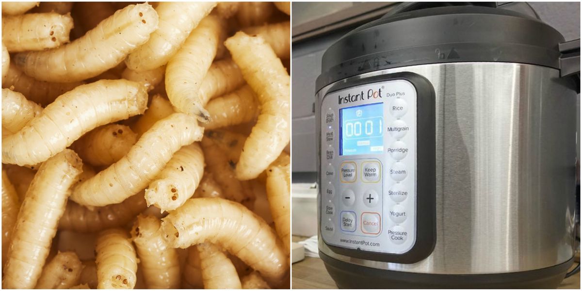 Forgot to Clean This Part of the Instant Pot? Say Hello to Maggot