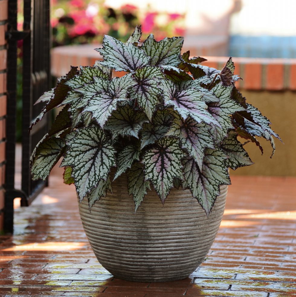outdoor plants for patio rex begonia ball horticultural company