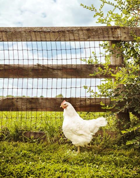 white chicken near a fence