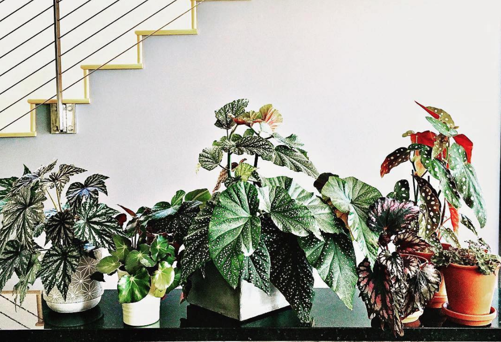 Flower, Flowerpot, Houseplant, Plant, Botany, Leaf, Anthurium, Flowering plant, Begonia, Herbaceous plant, 