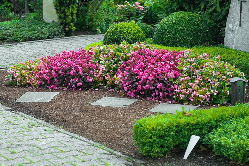 The 29 Best Edging Plants for Flower Beds and Walkway Borders