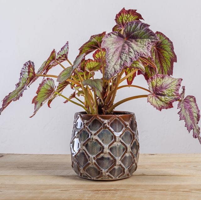 begonia fireworks plant in a pot on wooden table