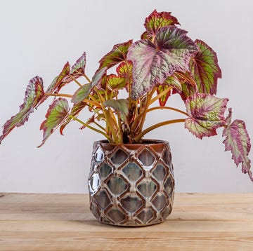 begonia fireworks plant in a pot on wooden table