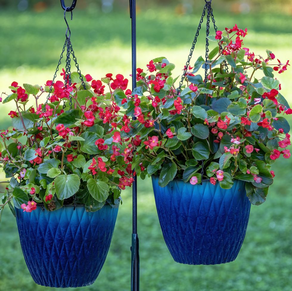 begonia hanging pots