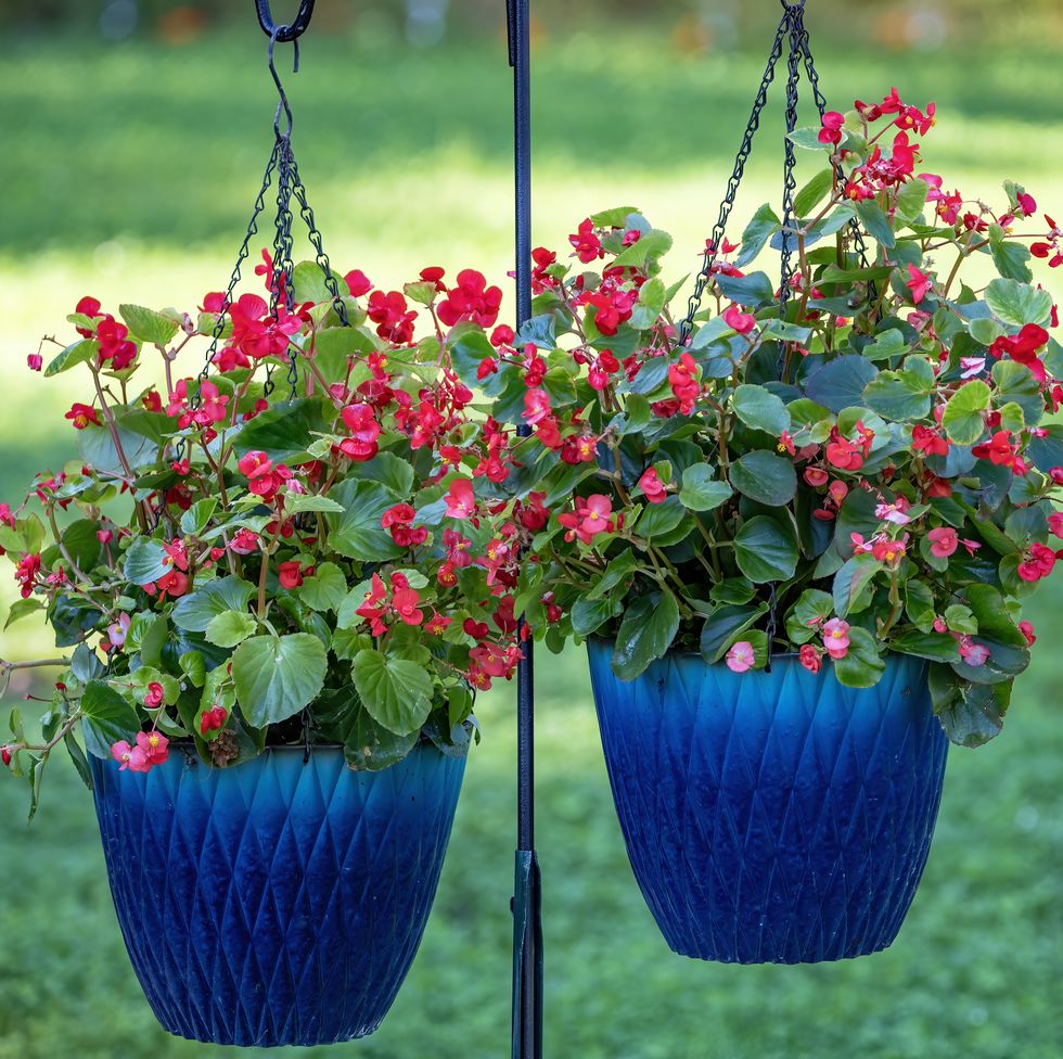 begonia hanging pots