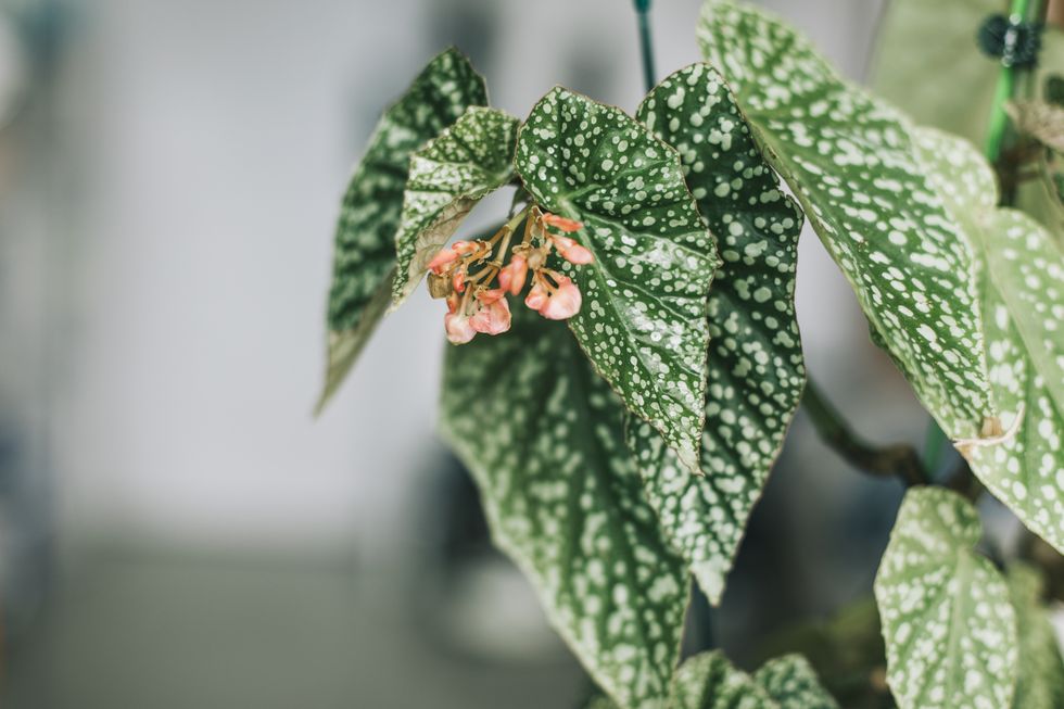begonia plant in bedroom
