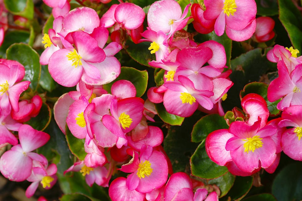 30 Top Summer Flowers That Are Easy to Plant