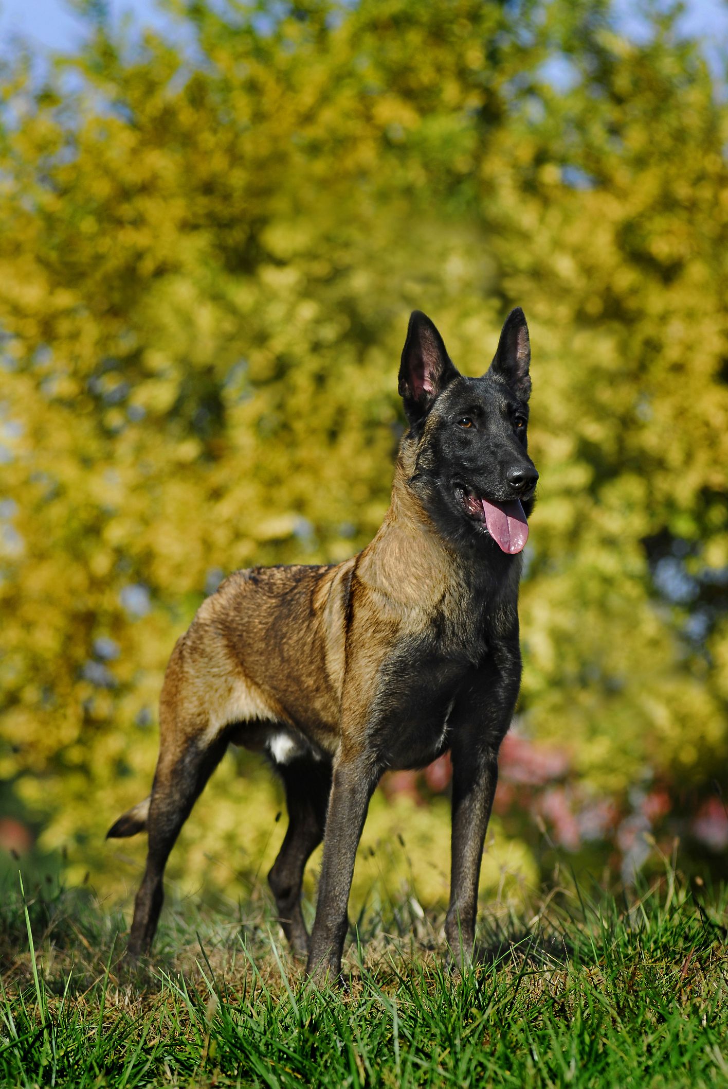 Large sales belgian dog