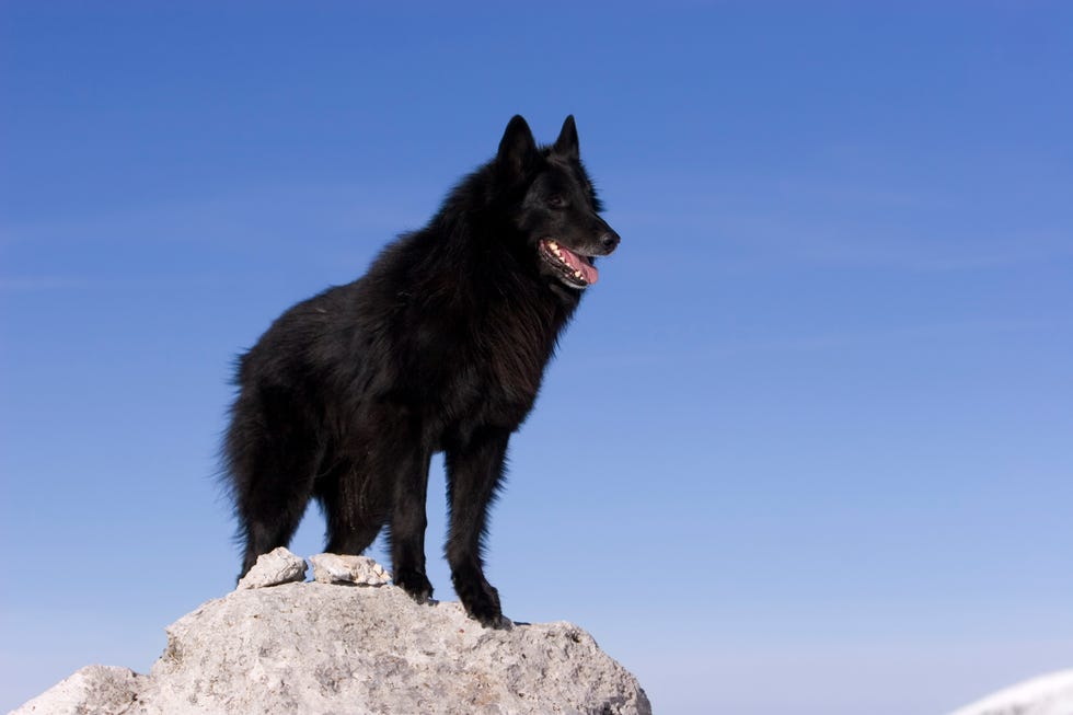 Best Large Dog Breeds