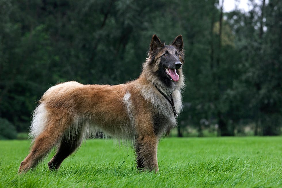 Belgian Shepherd Tervuren / Tervueren (Canis lupus familiaris) dog in garden