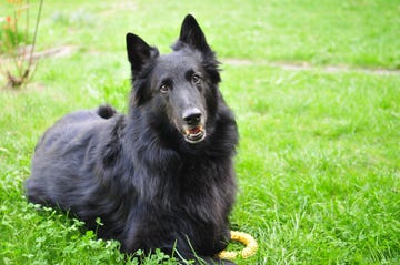 belgian shepherd