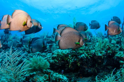 snorkeling in belize