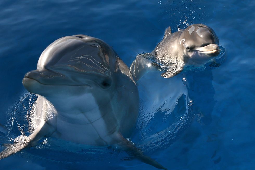 δελφίνι γεννά