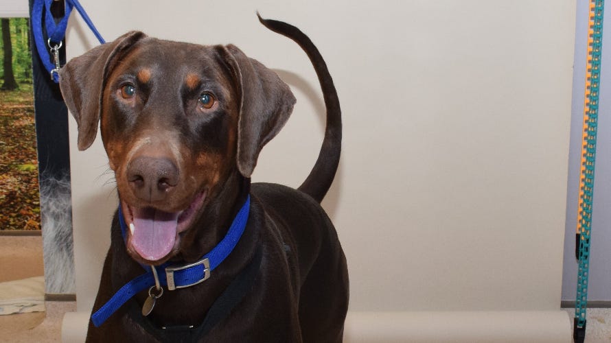 Dog, Dog breed, Canidae, Mammal, Snout, Carnivore, Dobermann, Ear, Guard dog, Pinscher, 