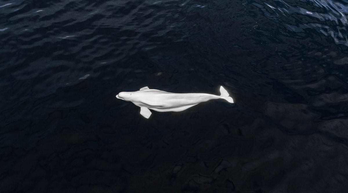 Op beeldmateriaal van een drone is een beloega te zien voor de kust van San Diego op duizenden kilometers van zijn of haar gebruikelijke leefgebied