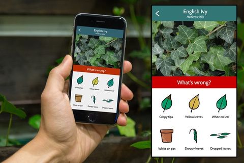 Green, Leaf, Plant, Adaptation, Botany, Gadget, Technology, Portable communications device, Tree, Screenshot, 