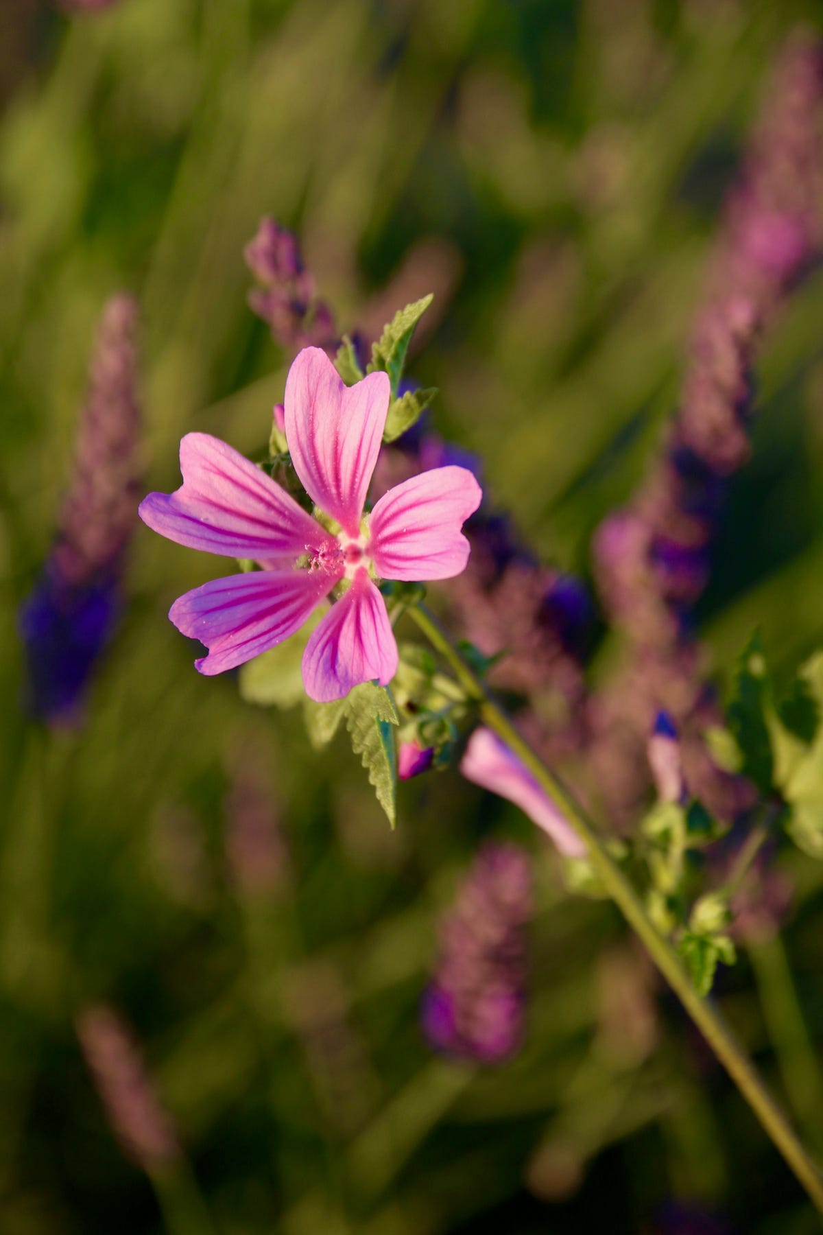 Malva: tisana, pianta, fiori, proprietà e benefici