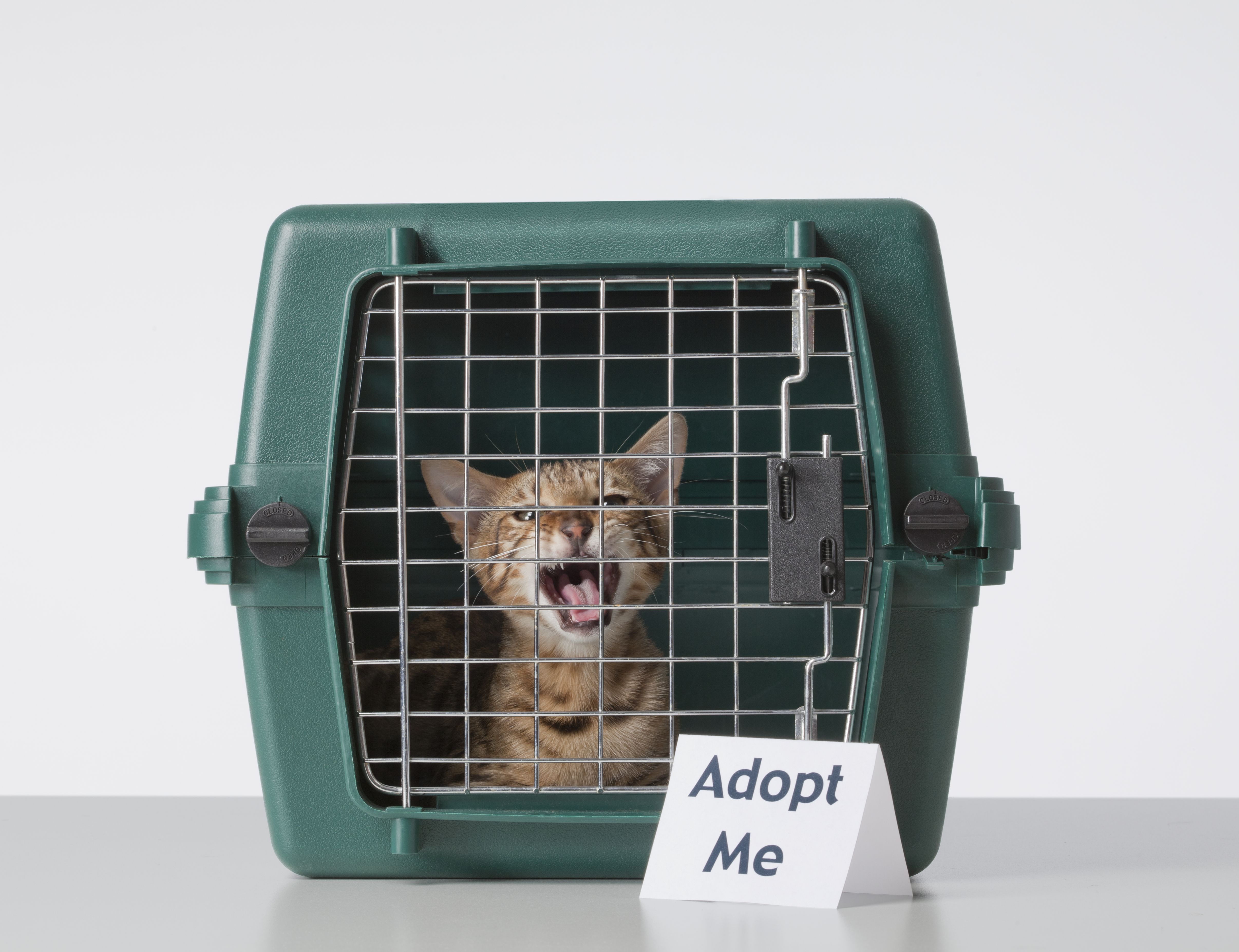 Pet sites for adoption