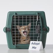 best pet adoption sites  cat in a carrier with 'adopt me' sign