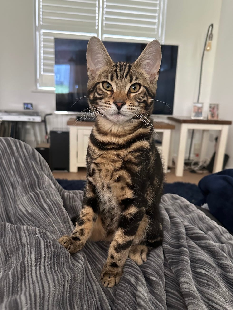 a cat sitting on a person's lap