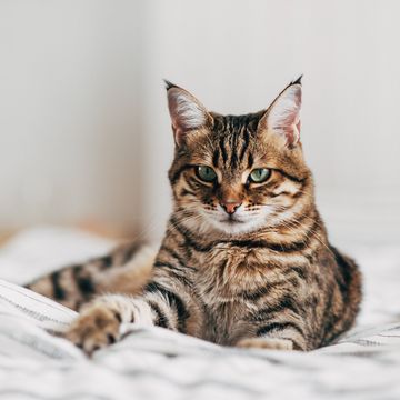bengal cat lying on sofa and smiling.