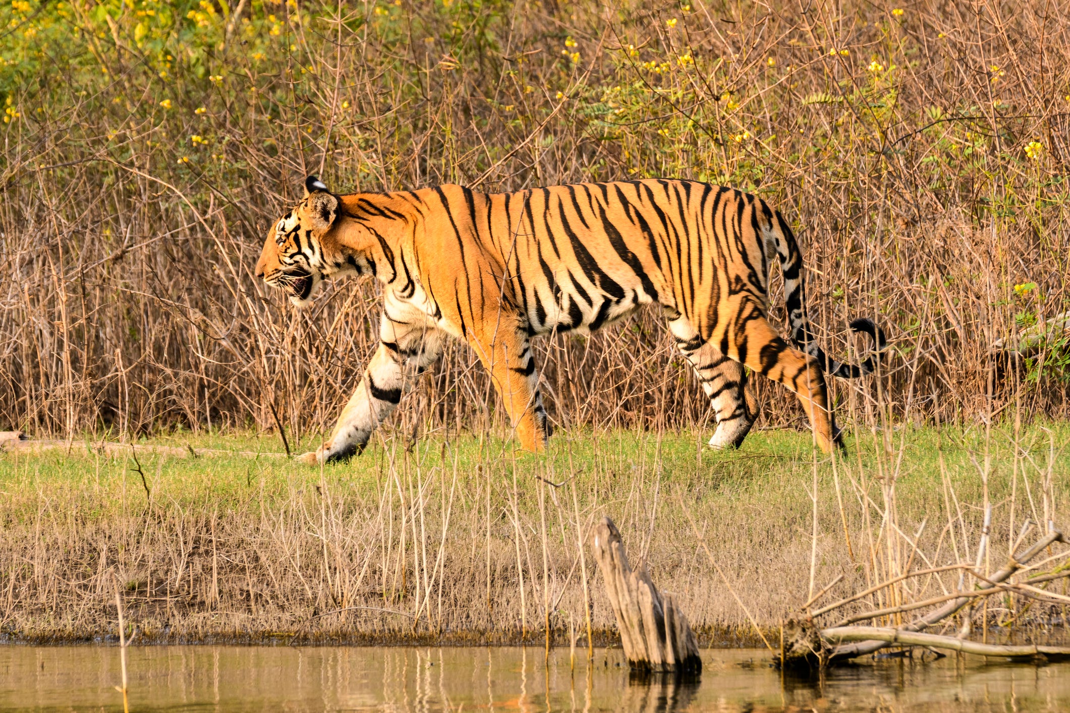 Safari holidays - tigers in india, Nagarhole National Park, Karnataka, India