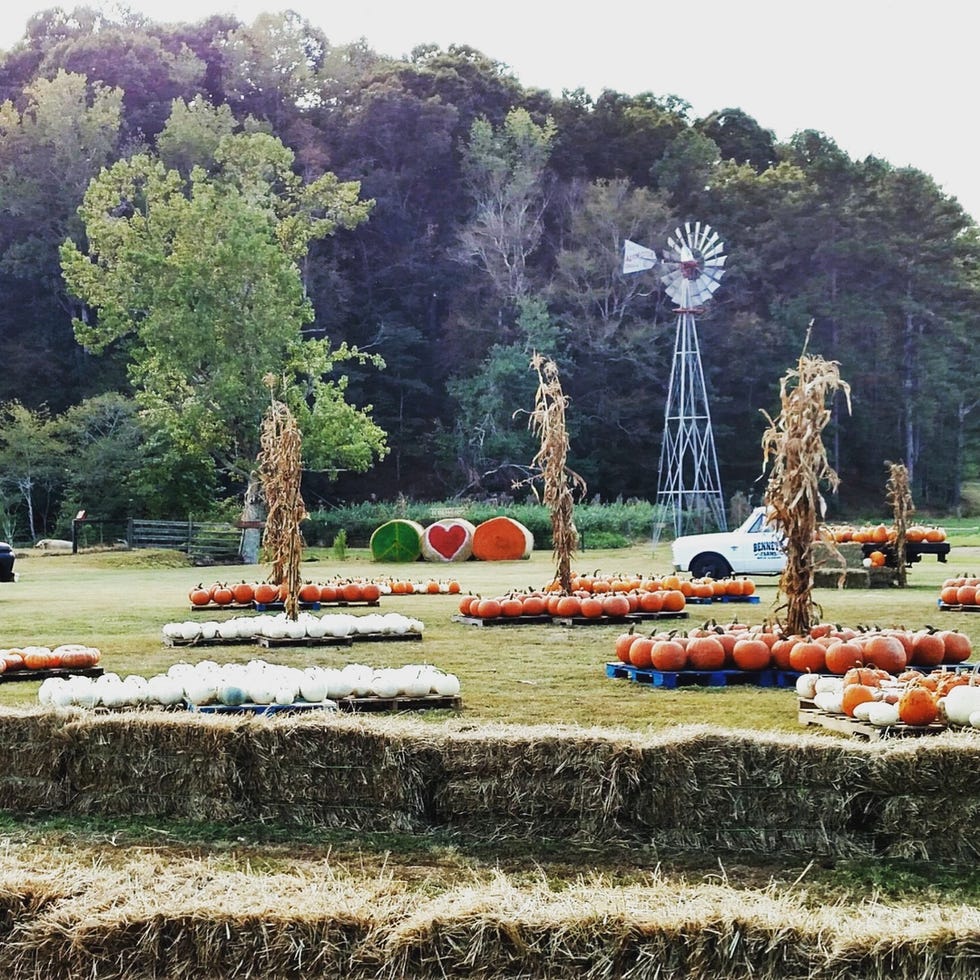 The Best Pumpkin Patches In The U.S. - Top Pumpkin Patches In Every ...