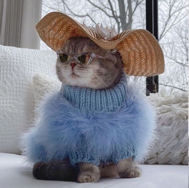 今、instagram上で大人気の猫と言えば、アメリカ在住のベンソン！ 元々は路上で保護された猫で、その性格とセレブ顔負けのファッショナブルな衣装で一気にsnsスターに。ベンソンの特徴は、テーマに合わせたワードローブを着用しているところ。季節を感じられるベンソンのファッションとその写真は、笑顔になること間違いなし！